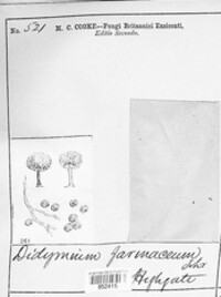 Didymium farinaceum image